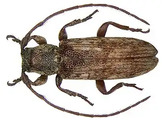 Sybra postscutellaremaculata