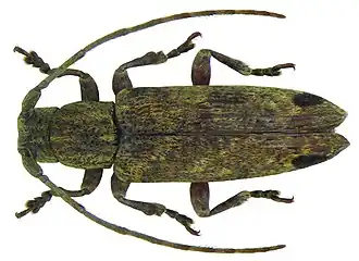 Sybra praeusta