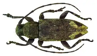 Sybra preapicemaculata
