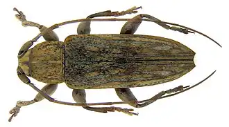 Sybra primaria
