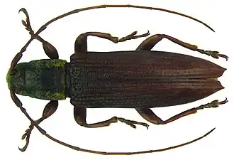 Sybra pseudolineata