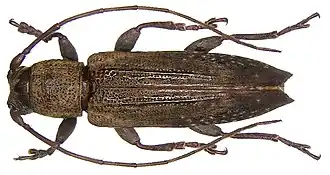 Sybra pulverea