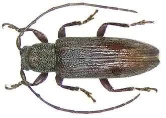Sybra repudiosa