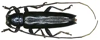 Sybra schultzeana