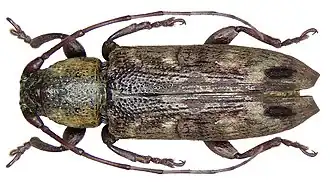 Sybra signata