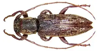 Sybra stigmatica