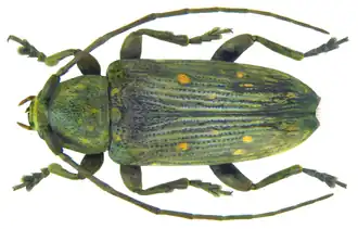 Sybra strigina