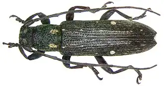 Sybra subbiguttulata