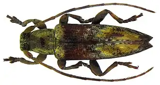 Sybra subconicollis