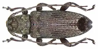 Sybra subincana