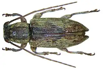Sybra triangulifera