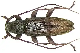 Sybra umbratica