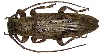 Sybra violata