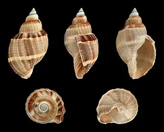 Sydaphera spengleriana