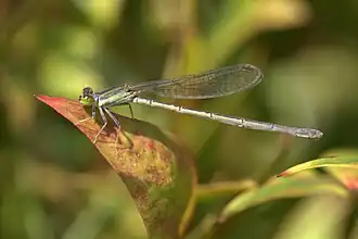 Ischnura heterosticta