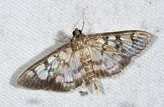 Syllepte taiwanalis