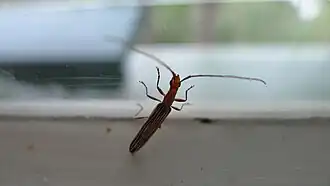 Syllitus bipunctatus