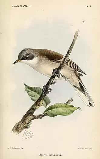 Woestijnbraamsluiper