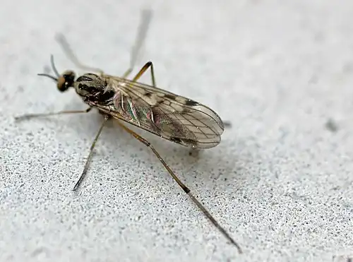 Venstermuggen (Anisopodidae)