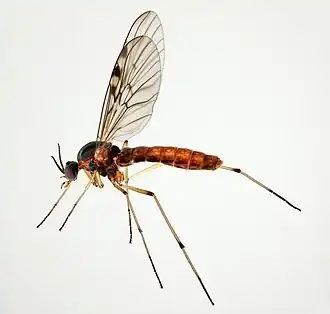 Sylvicola stackelbergi