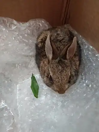 Mexicaanse katoenstaartkonijn