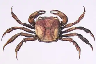 Sylviocarcinus pictus