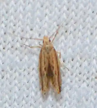 Symmetrischema striatella