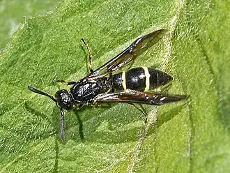 Symmorphus allobrogus