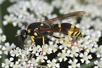 Symmorphus crassicornis