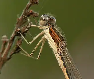 Bruine winterjuffer ♂ (Sympecma fusca)