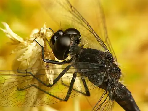 Zwarte heidelibel ♂ (Sympetrum danae)