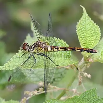 Sympetrum parvulum