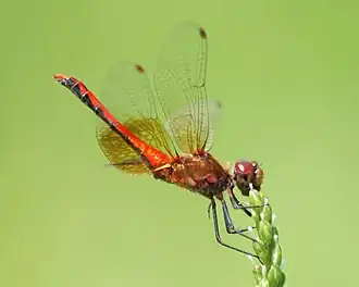 Sympetrum semicinctum