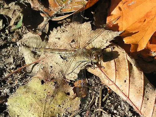 Bruinrode heidelibel ♀ (Sympetrum striolatum)
