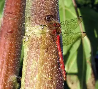 Steenrode heidelibel ♂ (Sympetrum vulgatum)