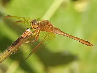 Sympetrum uniforme