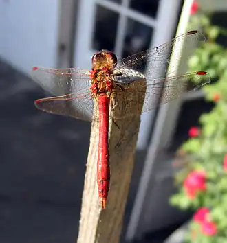 Steenrode heidelibel ♂ (Sympetrum vulgatum)