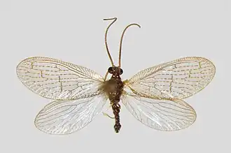 Sympherobius pygmaeus