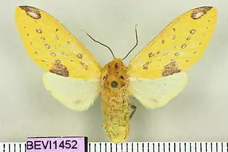 Symphlebia obliquefasciatus