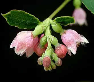 Sneeuwbes (Symphoricarpos albus)
