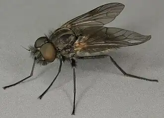 Symphoromyia crassicornis