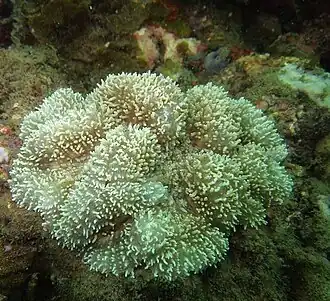 Lobophyllia radians