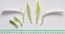 Twee omwindselbladen, lintbloemen en buisbloemen