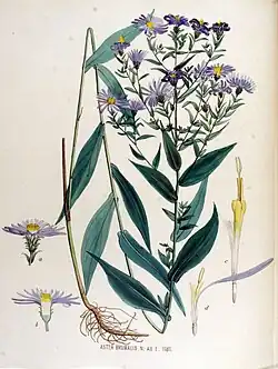 Illustratie uit Flora Batava