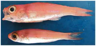 Symphysanodon berryi