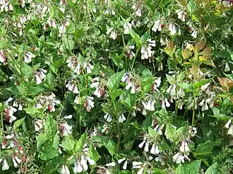 Symphytum grandiflorum