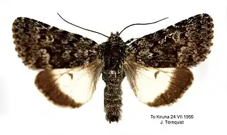 Sympistis heliophila