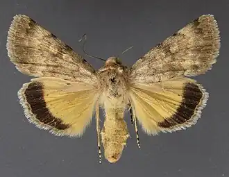 Oncocnemis sandaraca