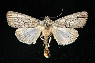 Oncocnemis semicollaris