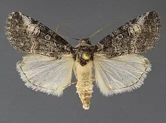 Oxycnemis subsimplex